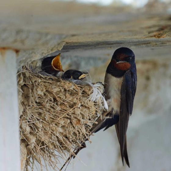 Oog voor mens en planeet - Orly & Endevoets