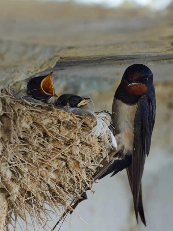 Oog voor mens en planeet - Orly & Endevoets