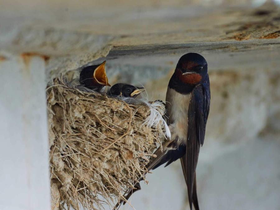 Oog voor mens en planeet - Orly & Endevoets